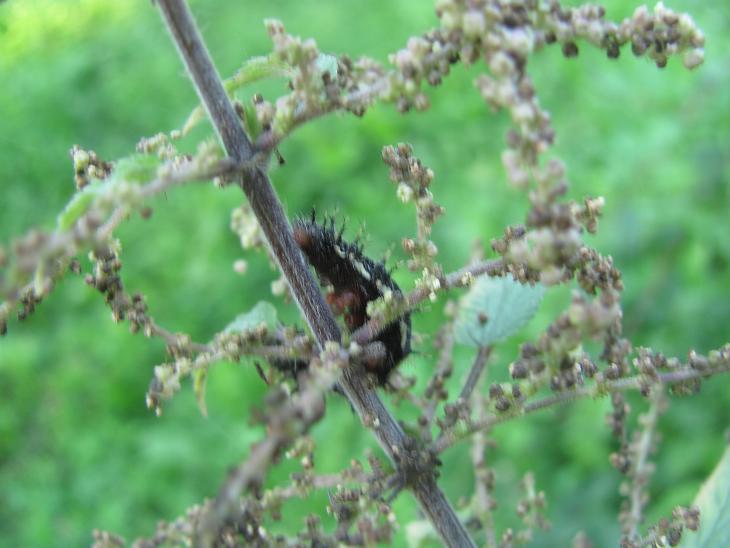 Bruco da ID - Vanessa sp.